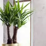 [Biljke u kući] Najbolje velike biljke za baštovanstvo