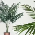 [Рослини в будинку] Кращі великі рослини для озеленення офісу