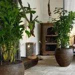 [Растения в къщата] най-добрите големи растения за градинарство