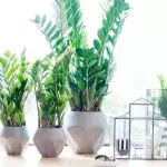 [Planter i huset] de bedste store planter til havearbejde