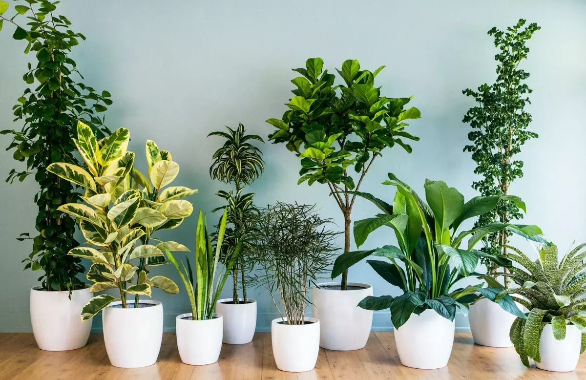 [Planten in het huis] Top 5 beste snelgroeiende binnenplanten