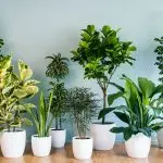 [მცენარეთა სახლში] Top 5 საუკეთესო სწრაფად მზარდი შიდა მცენარეები