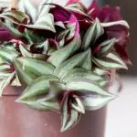 [Plantes dans la maison] Top 5 meilleures plantes intérieures en croissance rapide
