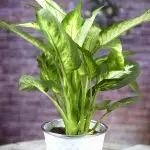 [Plante în casă] Top 5 cele mai bune plante interioare cu creștere rapidă