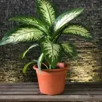 [Planten in het huis] Top 5 beste snelgroeiende binnenplanten
