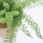 [په کور کې نباتات] د 5 غوره ګړندي وده کونکي داخلي نباتات