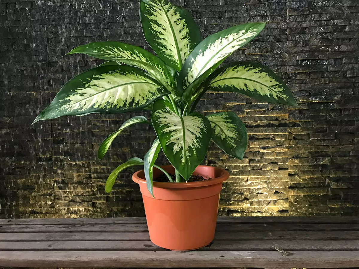 [Biljke u kući] Top 5 najboljih postrojenja za brzo rastuće biljke