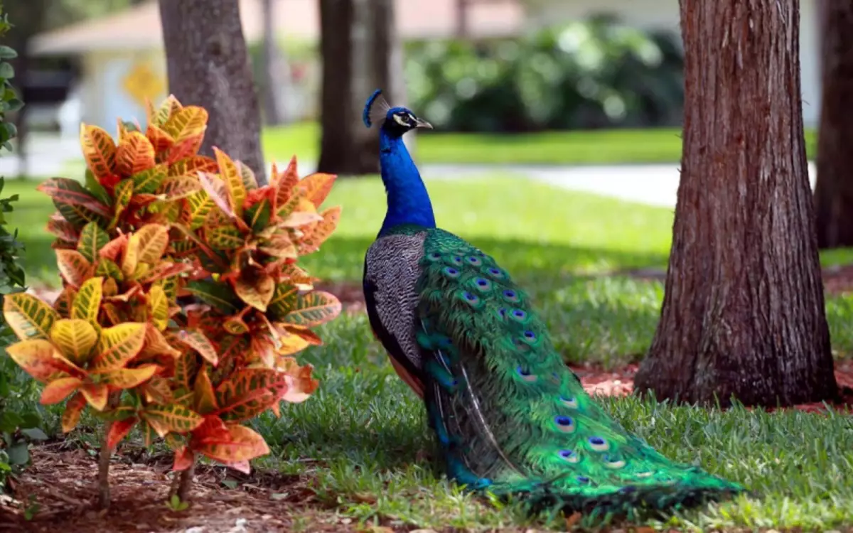 Peacock aus Perlen mat Ären eegenen Hänn: Master Class mat Schemaen a Video