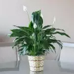 [Biljke u kući] Kako se brinuti za Spathifylum?