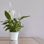 [Растения в къщата] Как да се грижим за spathifylum?