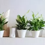 [Planter i huset] Hvordan bryr seg om spatificeslum?