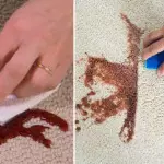 Hur man rengör mattan från fläckar, tuggning, kvicksilver eller hår (effektiva sätt)