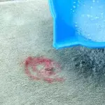 כיצד לנקות את השטיח מן הכתמים, לעיסה, כספית או שיער (דרכים יעילות)