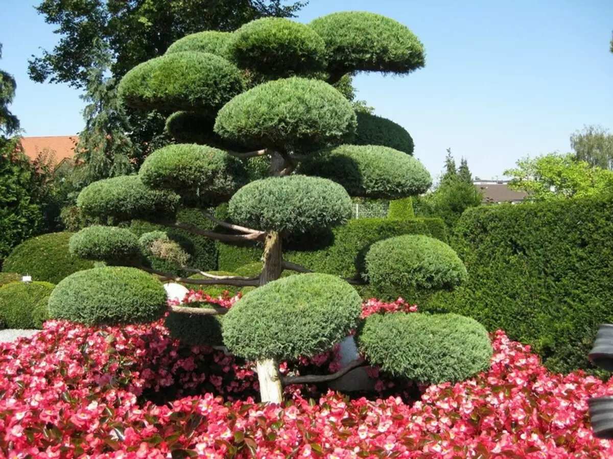 Nivaki و باغ بونسای: قطعه ای از ژاپن زنده در باغ خود (35 عکس)