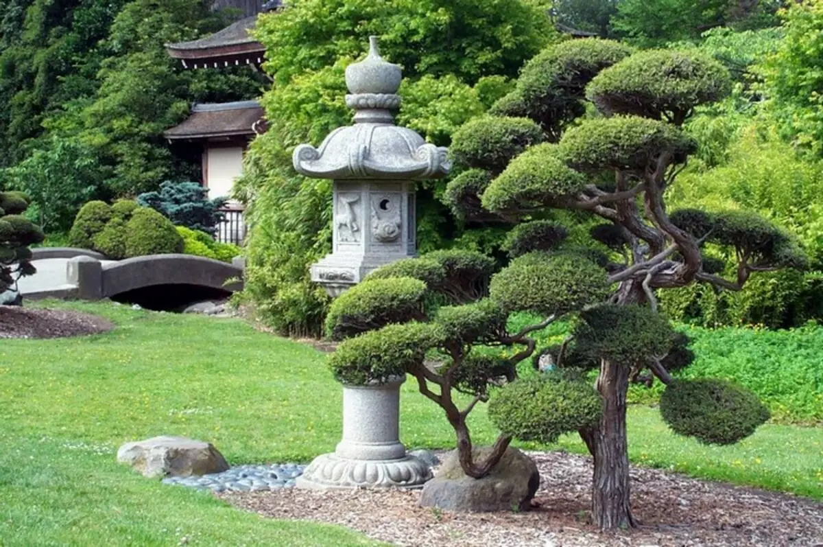 Nivaki και Garden Bonsai: ένα κομμάτι ζωντανής Ιαπωνίας στον κήπο σας (35 φωτογραφίες)