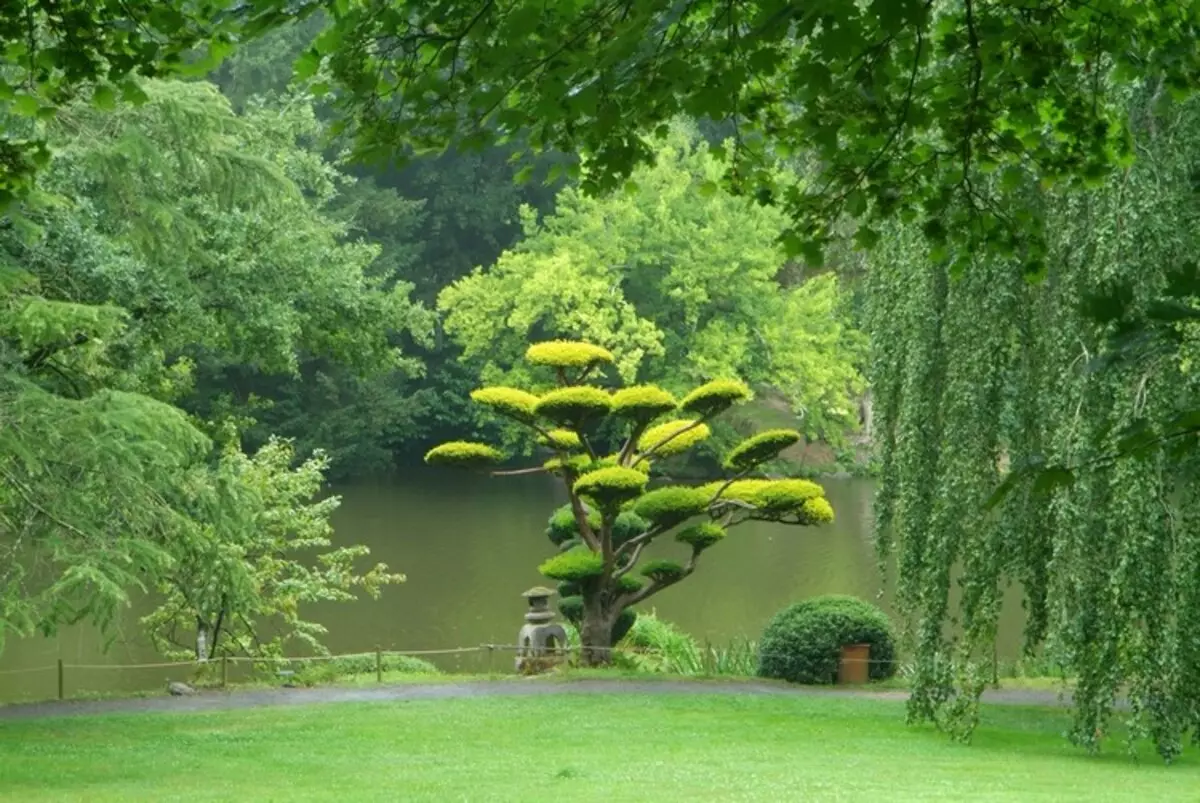 Nivaki ja aed Bonsai: tükk Live Jaapan oma aias (35 fotot)