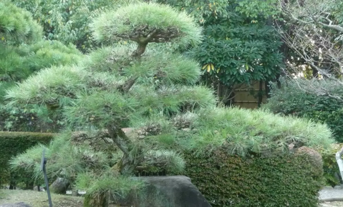 Nivaki ja aed Bonsai: tükk Live Jaapan oma aias (35 fotot)