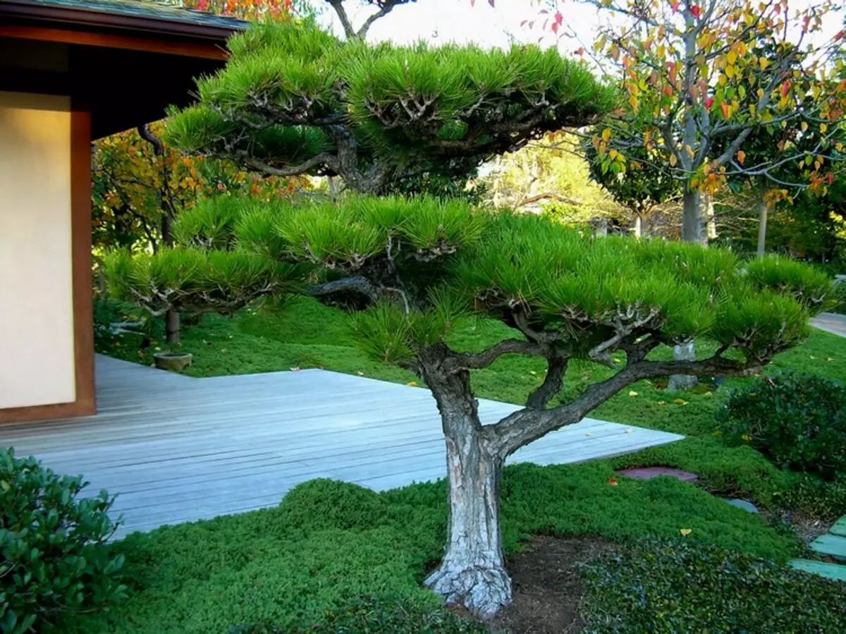 Nivaki in vrt Bonsai: kos v živo Japonska na vašem vrtu (35 fotografij)