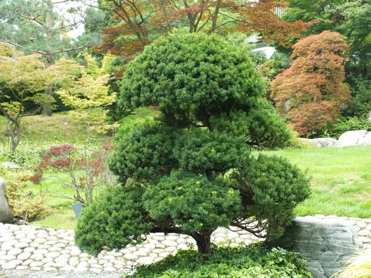 Nivaki ve Bahçe Bonsai: Bahçenizde bir canlı Japonya parçası (35 fotoğraf)