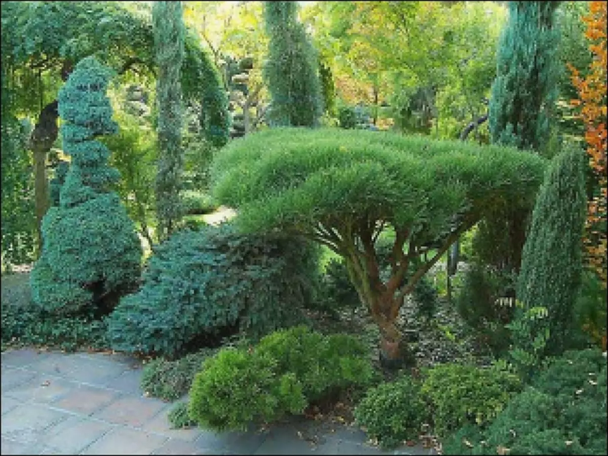 Nivaki en Garden Bonsai: In stik live Japan yn jo tún (35 foto's)