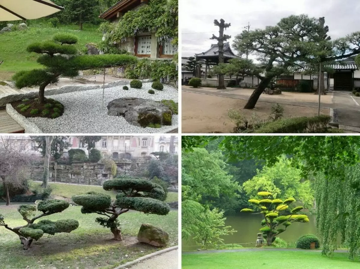 Nivaki και Garden Bonsai: ένα κομμάτι ζωντανής Ιαπωνίας στον κήπο σας (35 φωτογραφίες)