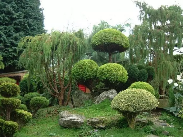 Nivaki en Garden Bonsai: In stik live Japan yn jo tún (35 foto's)