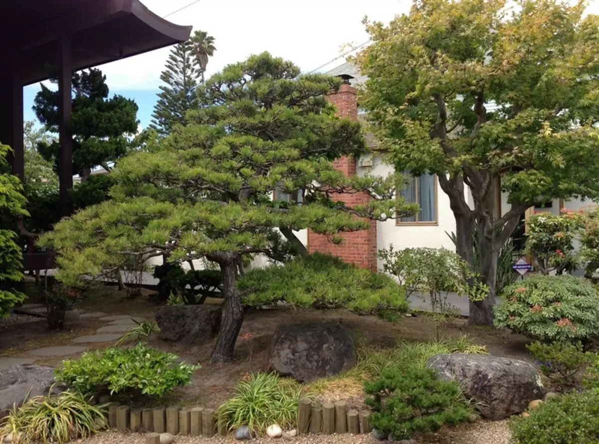 Nivaki na ubi bonsai: otu mpempe Japan n'ubi gi (25 foto)