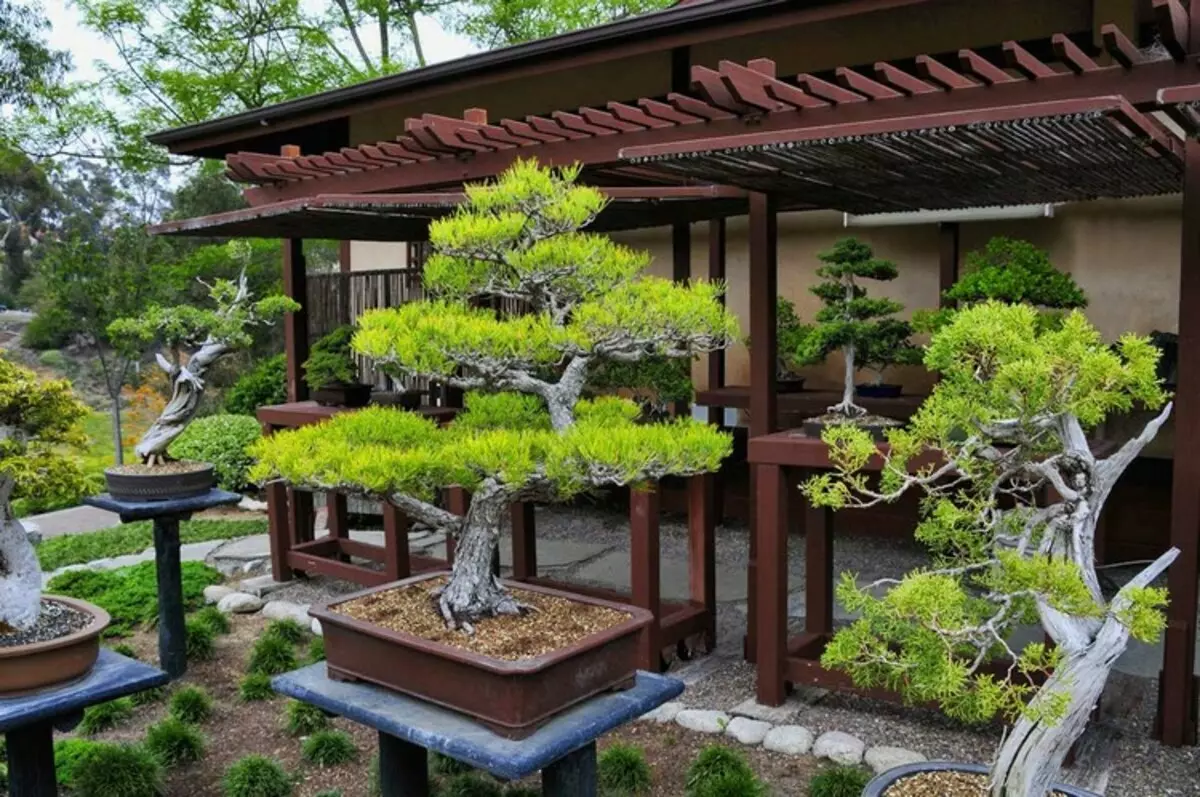 NIVAKI နှင့် Garden Bonsai: သင်၏ဥယျာဉ်တွင်ဂျပန်နိုင်ငံမှတိုက်ရိုက်ထုတ်လွှင့်တစ် ဦး (ဓာတ်ပုံ 35 ပုံ)