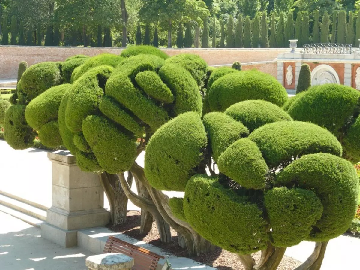 Nivaki en Garden Bonsai: In stik live Japan yn jo tún (35 foto's)