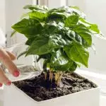 [Растенија во куќата] 5 Нестандардни ѓубрива за соба бои