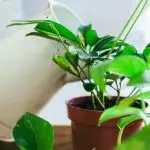 [家の中の植物]室内の標準的な非標準肥料