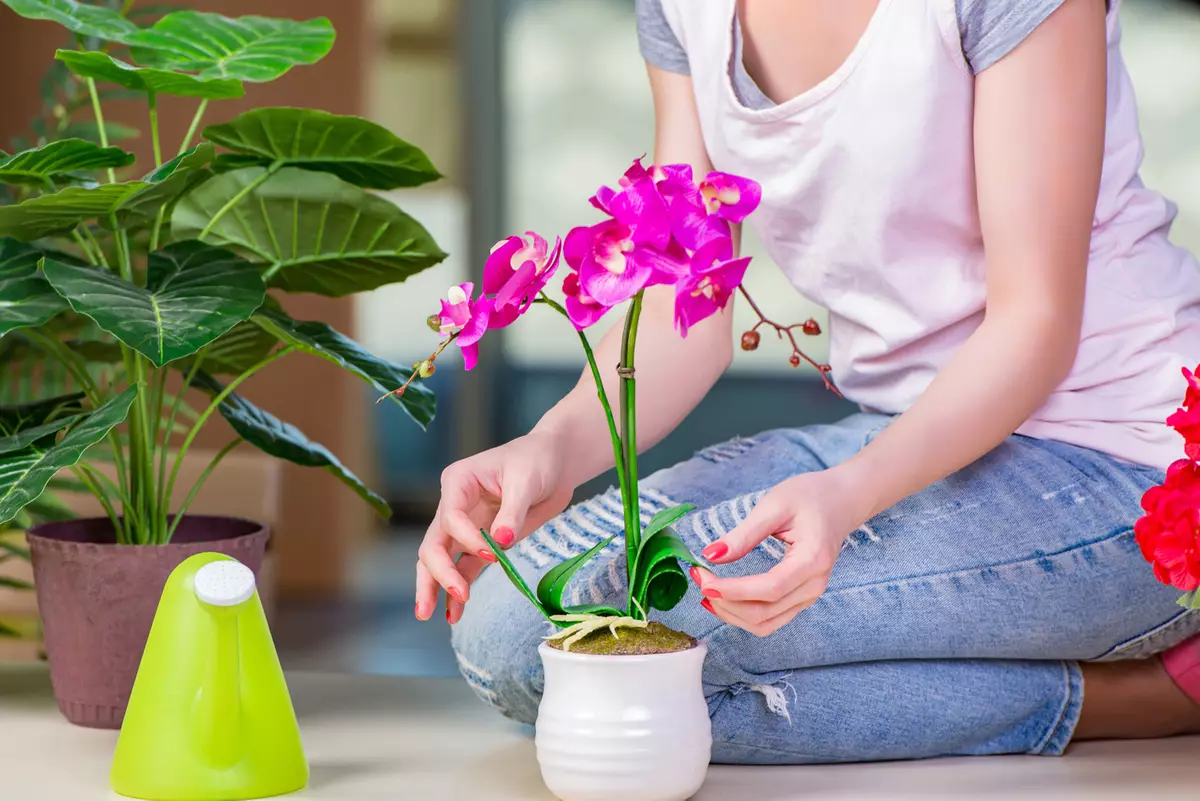 [Augalai namuose] 5 Naudingi patarimai, kaip rūpintis patalpų augalais