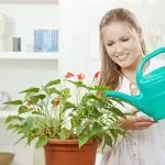 [گھر میں پودوں] انڈور پودوں کی دیکھ بھال کے لئے 5 مفید تجاویز
