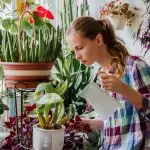 [Rośliny w domu] 5 Przydatne wskazówki dotyczące pielęgnacji roślin wewnętrznych