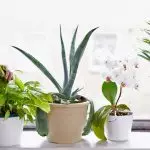 [צמחים בבית] 5 טיפים שימושיים לטיפול צמחים מקורה