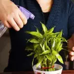 [Rośliny w domu] 5 Przydatne wskazówki dotyczące pielęgnacji roślin wewnętrznych