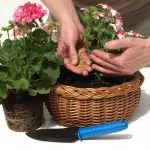 [Augalai namuose] 5 Naudingi patarimai, kaip rūpintis patalpų augalais