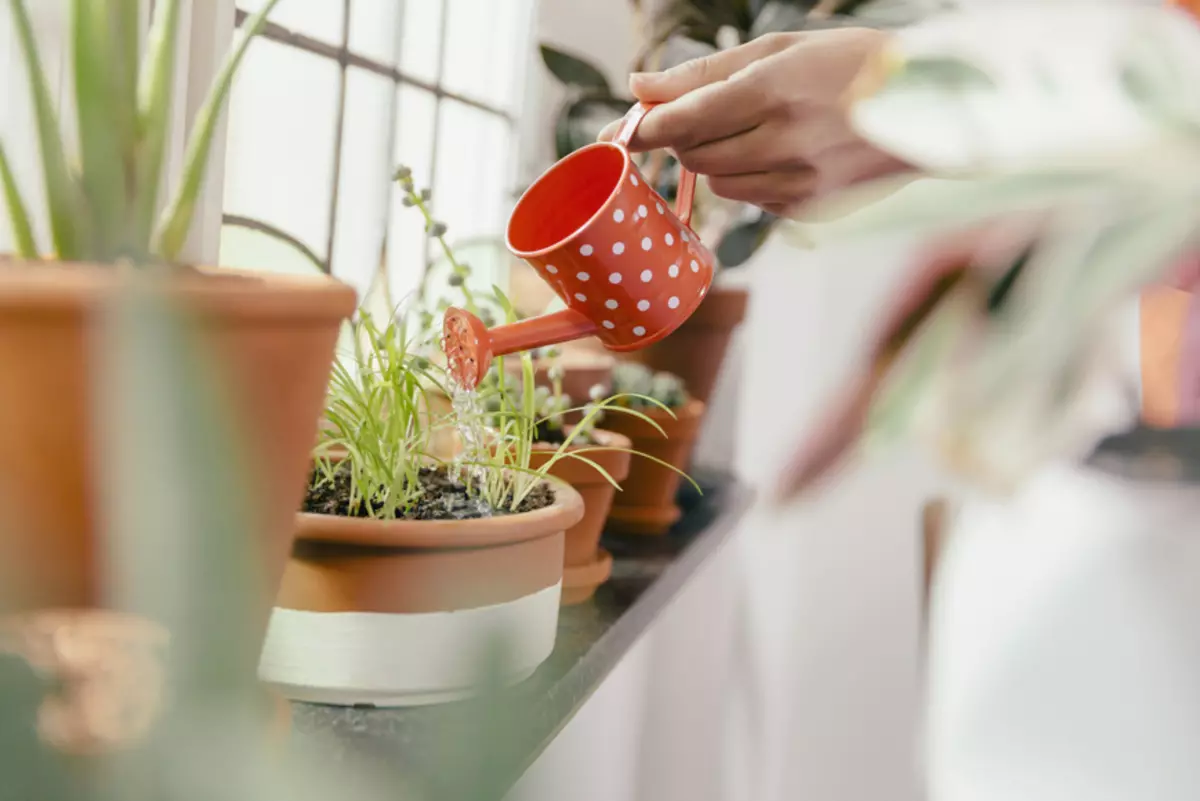 [Planzen am Haus] 5 nëtzlech Tipps fir d'Suergfalt vun Indoor Planzen