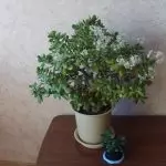 [النباتات في المنزل] لماذا لا تتدفق شجرة المال؟