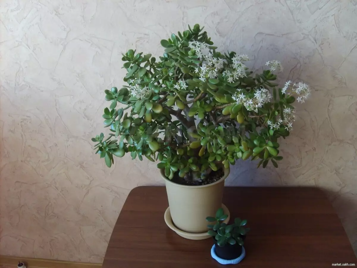 [Plants in the house] Why does not flow a money tree?