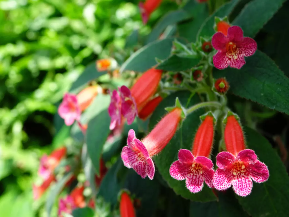 [Plantas na casa] plantas interiores despretensiosas florescendo todo o ano