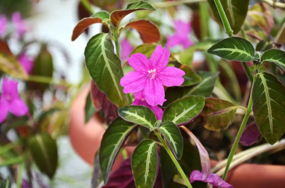 [Plantas na casa] plantas interiores despretensiosas florescendo todo o ano