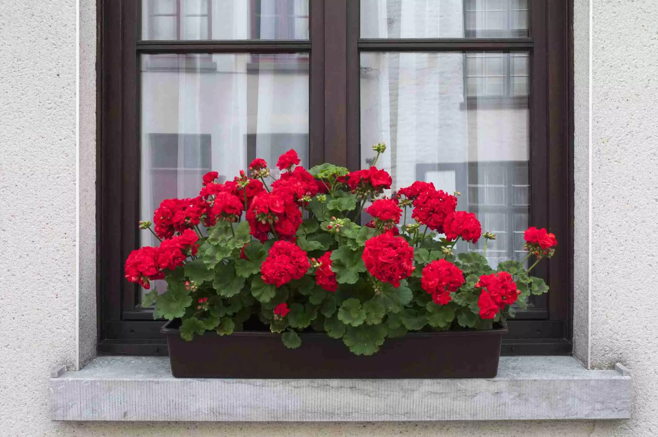 [Plantas na casa] plantas interiores despretensiosas florescendo todo o ano