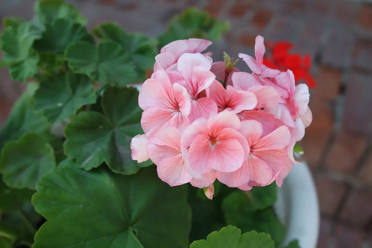 [Plantas na casa] plantas interiores despretensiosas florescendo todo o ano