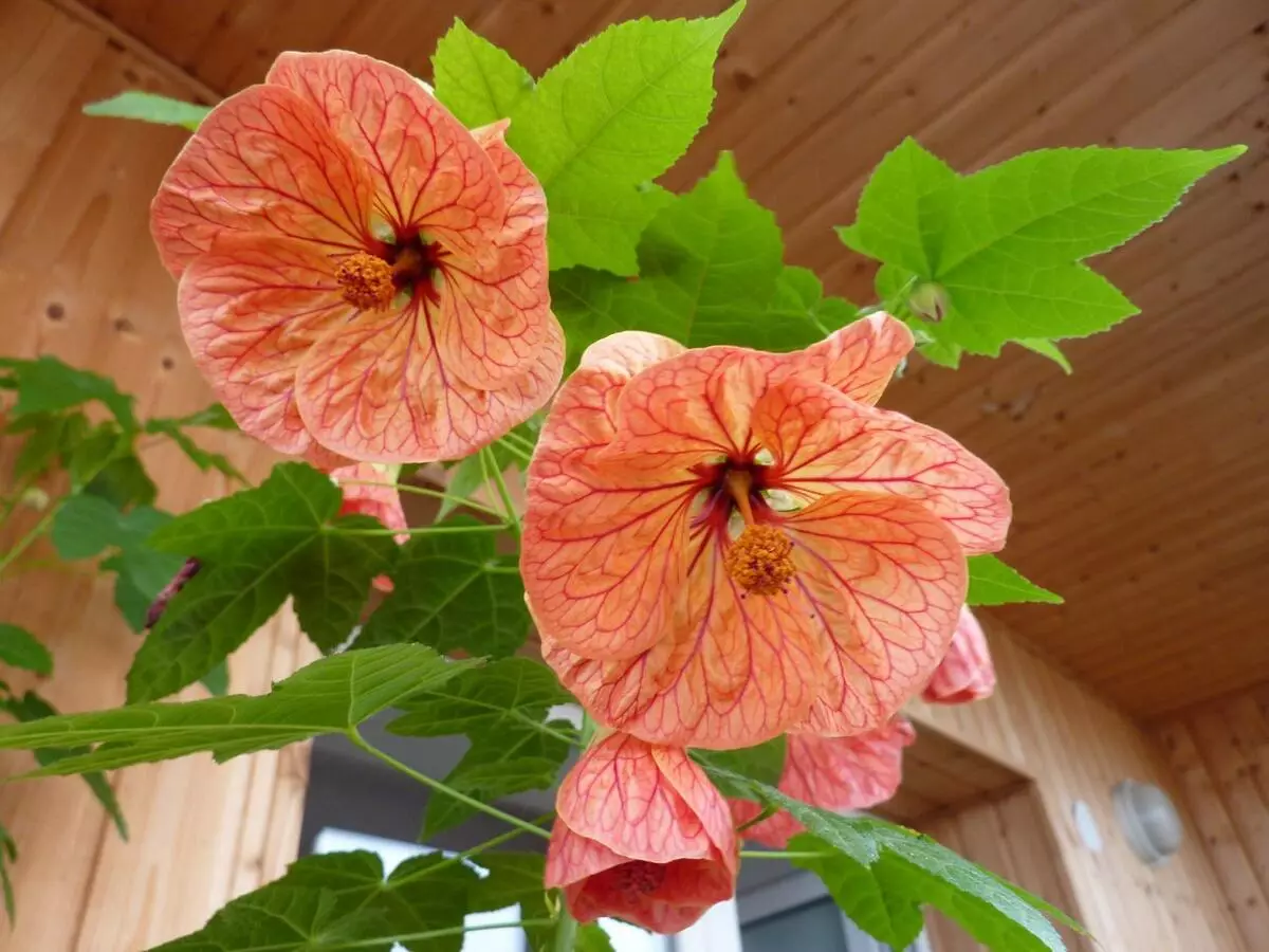 [Plantas na casa] plantas interiores despretensiosas florescendo todo o ano