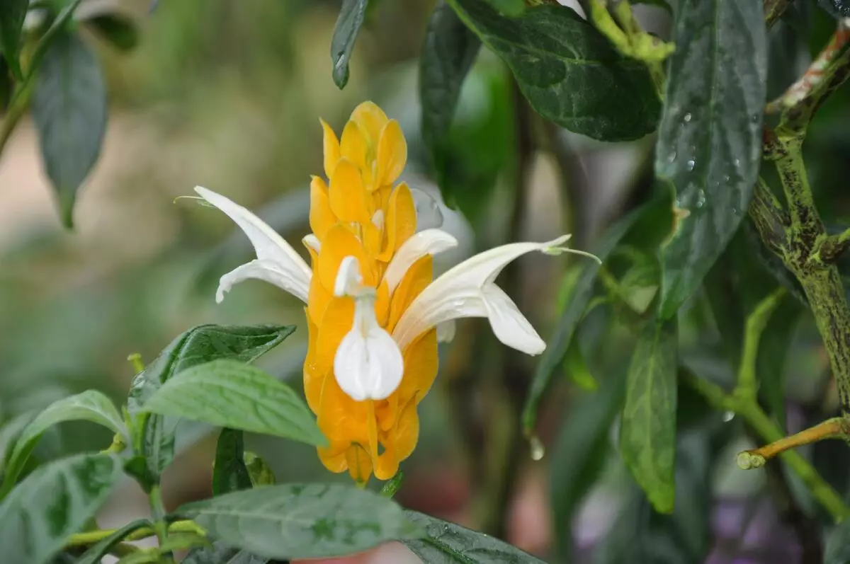 [বাড়ির গাছপালা] অনির্দিষ্ট অভ্যন্তরীণ গাছপালা সব বছর বৃত্তাকার blooming