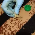ఒక ట్రేస్ లేకుండా కార్పెట్ నుండి ప్లాస్టిన్ తొలగించడానికి ఎలా: సాధారణ పద్ధతులు మరియు శుభ్రపరచడం కోసం సిఫార్సులు