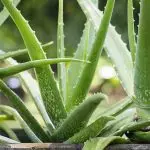 Zahradnické úpravy pro líné: Nejhorší vnitřní rostliny