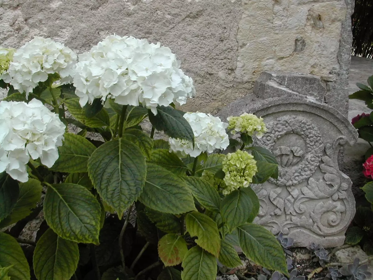 [Plants in the house] How to propagate Hortensia with your own hands?