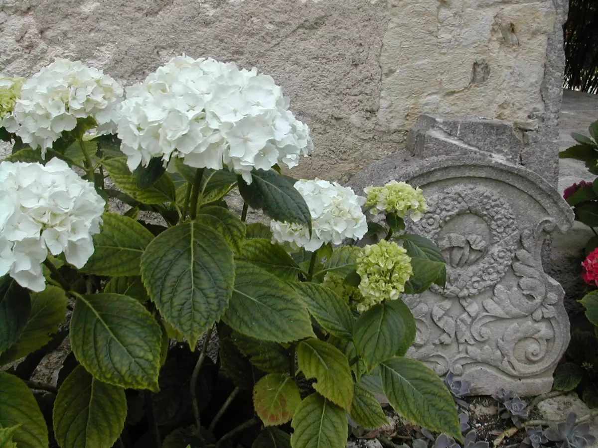 [Plantas en la casa] ¿Cómo propagar la hortensia con tus propias manos?